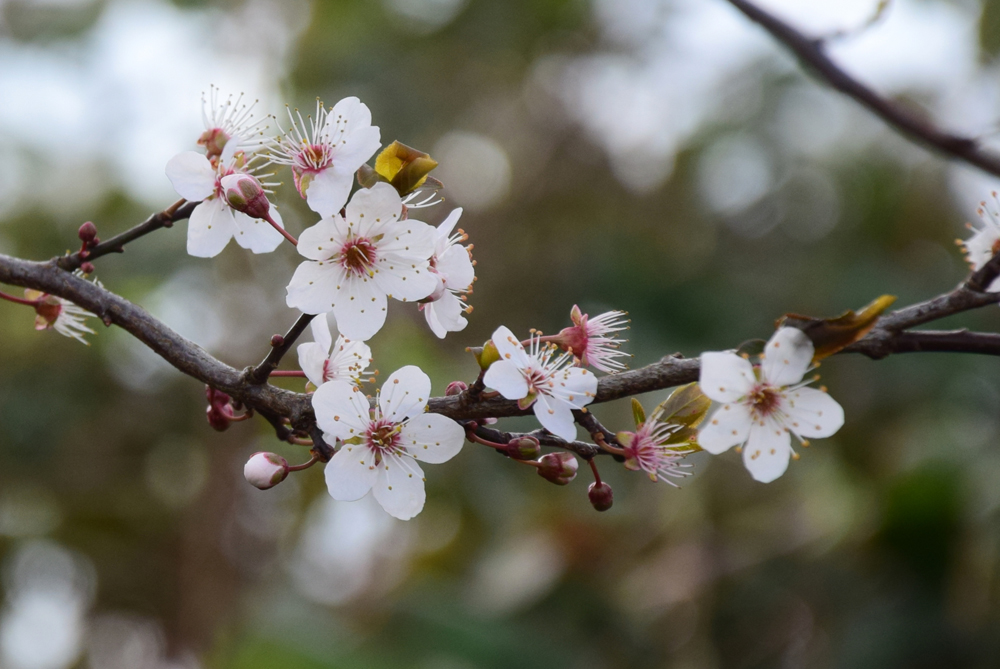 Sleedoorn misschien?